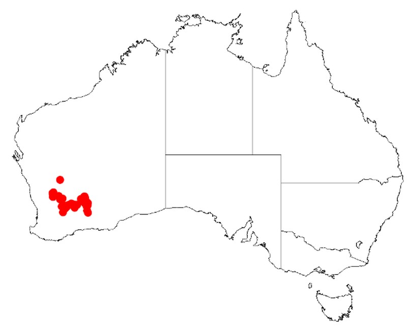 Acacia consanguinea