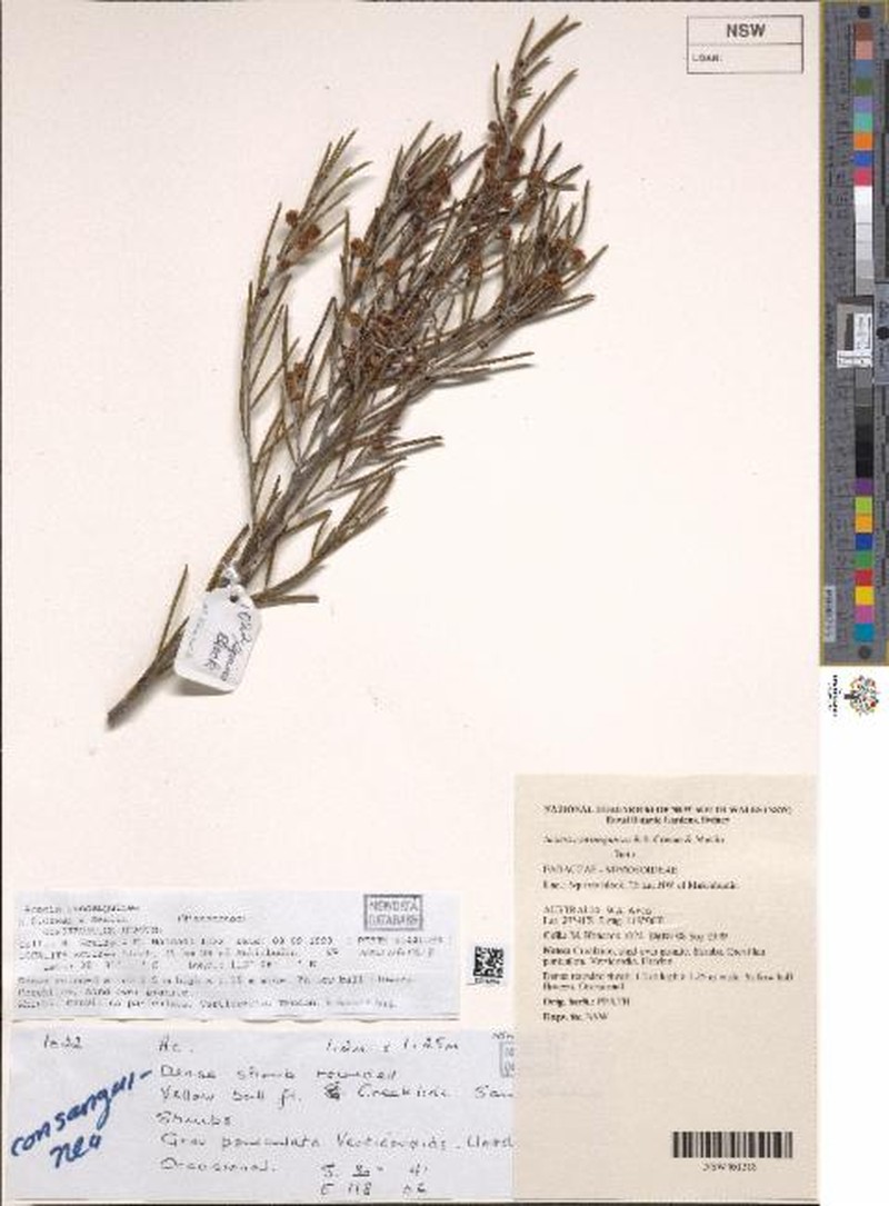 Acacia consanguinea photo 2