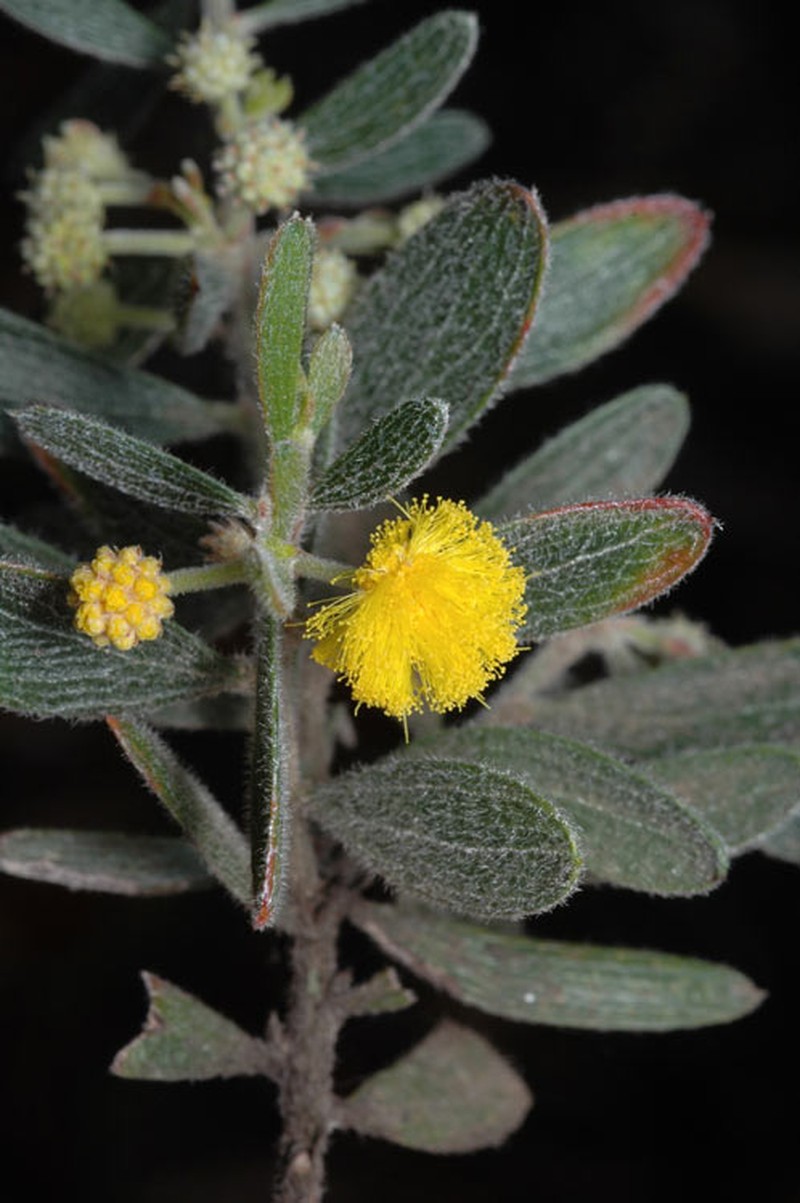 Acacia consobrina