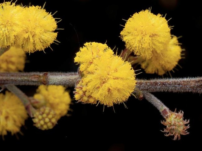 Acacia consobrina photo 2