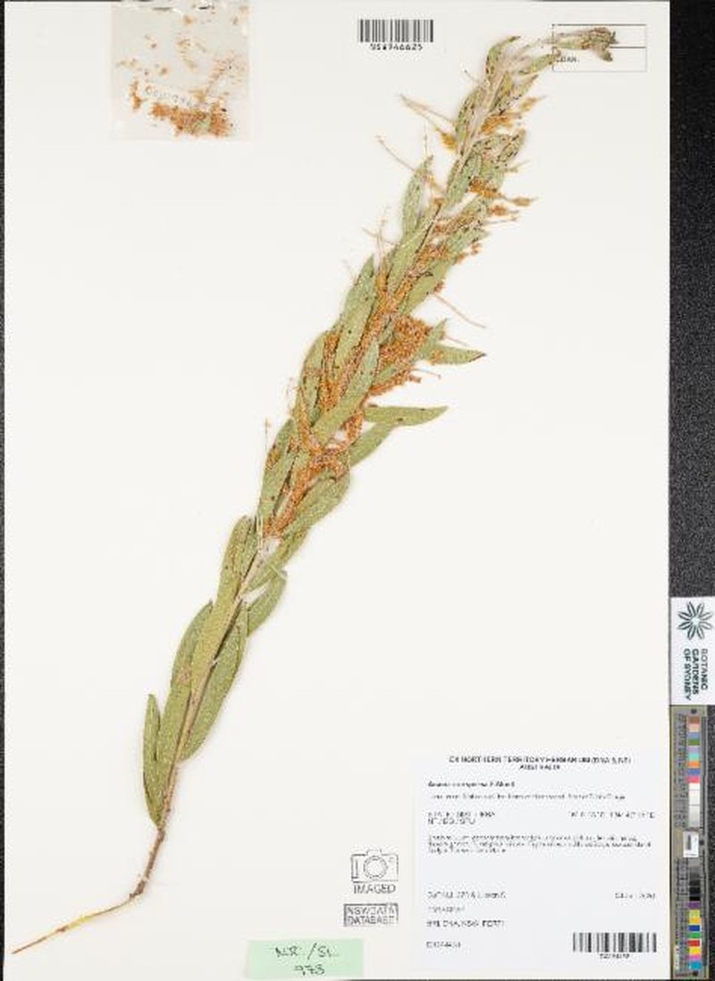 Acacia conspersa
