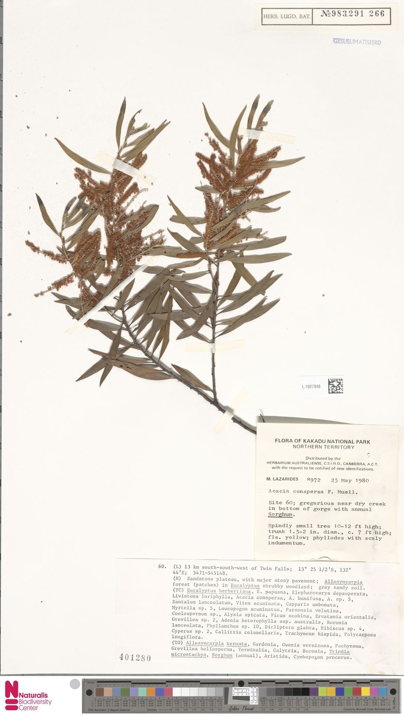 Acacia conspersa photo 2