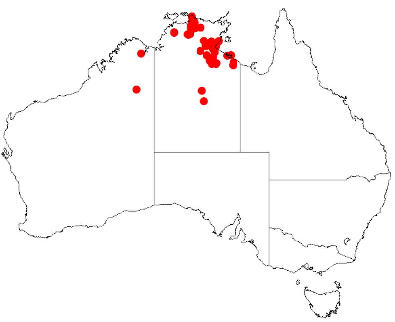 Acacia conspersa