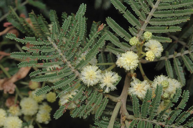 Acacia constablei