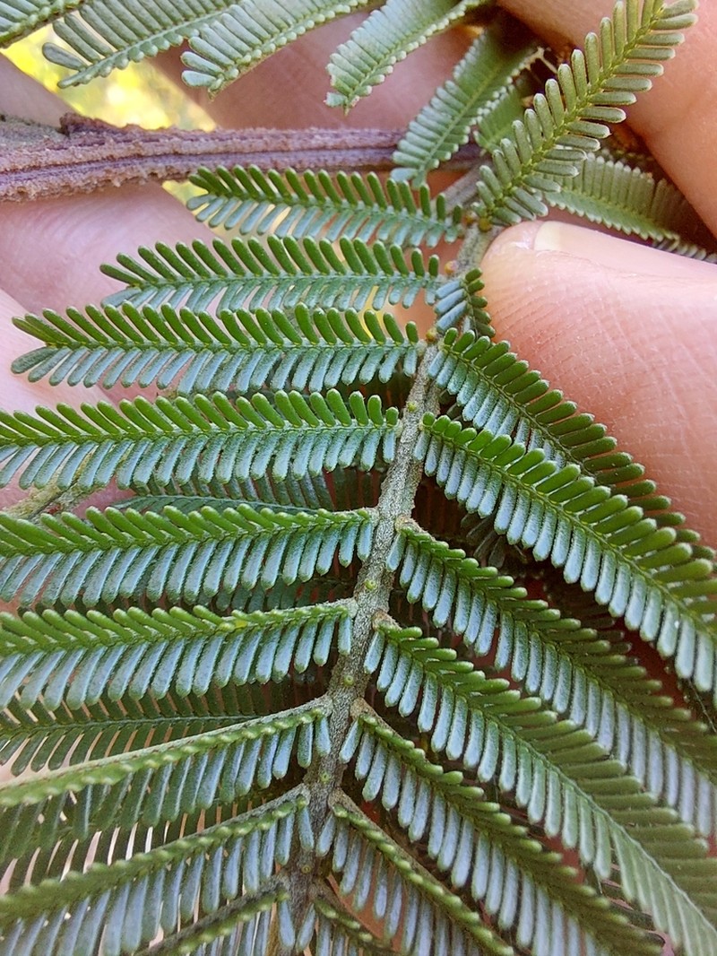 Acacia constablei photo 2