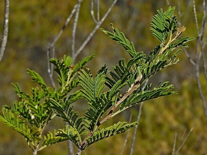 Acacia constablei photo 3