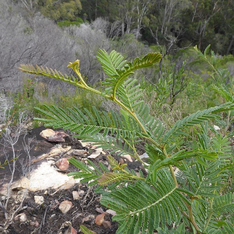 Acacia constablei photo 4