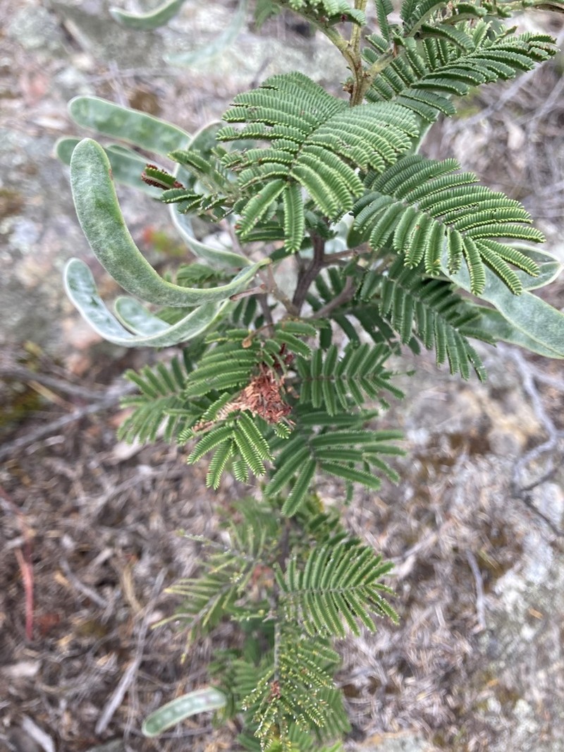 Acacia constablei photo 5
