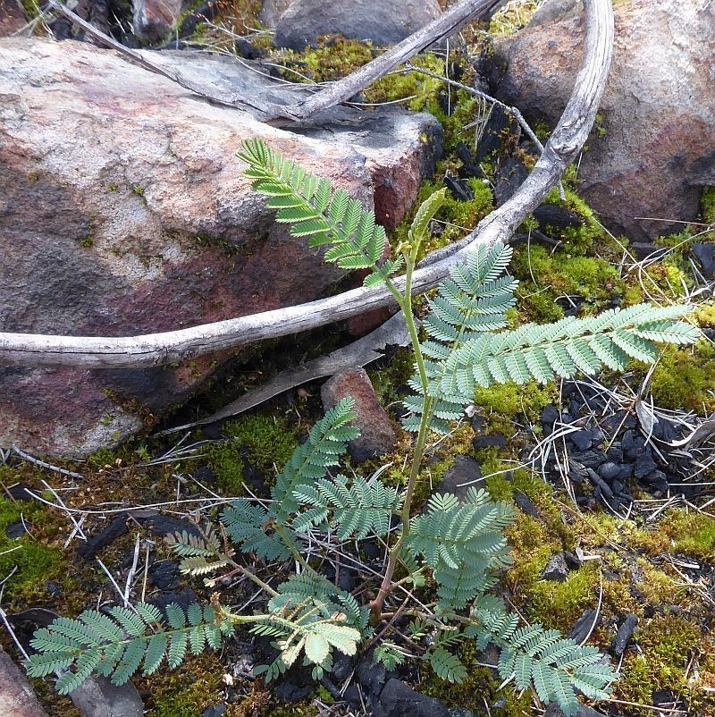 Acacia constablei photo 6