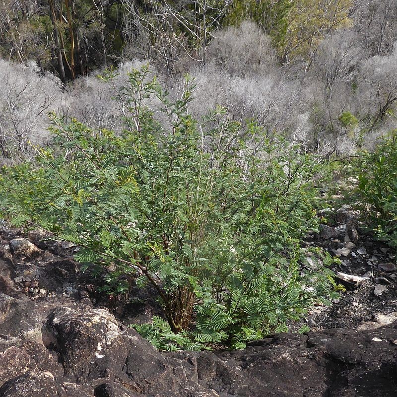Acacia constablei photo 8