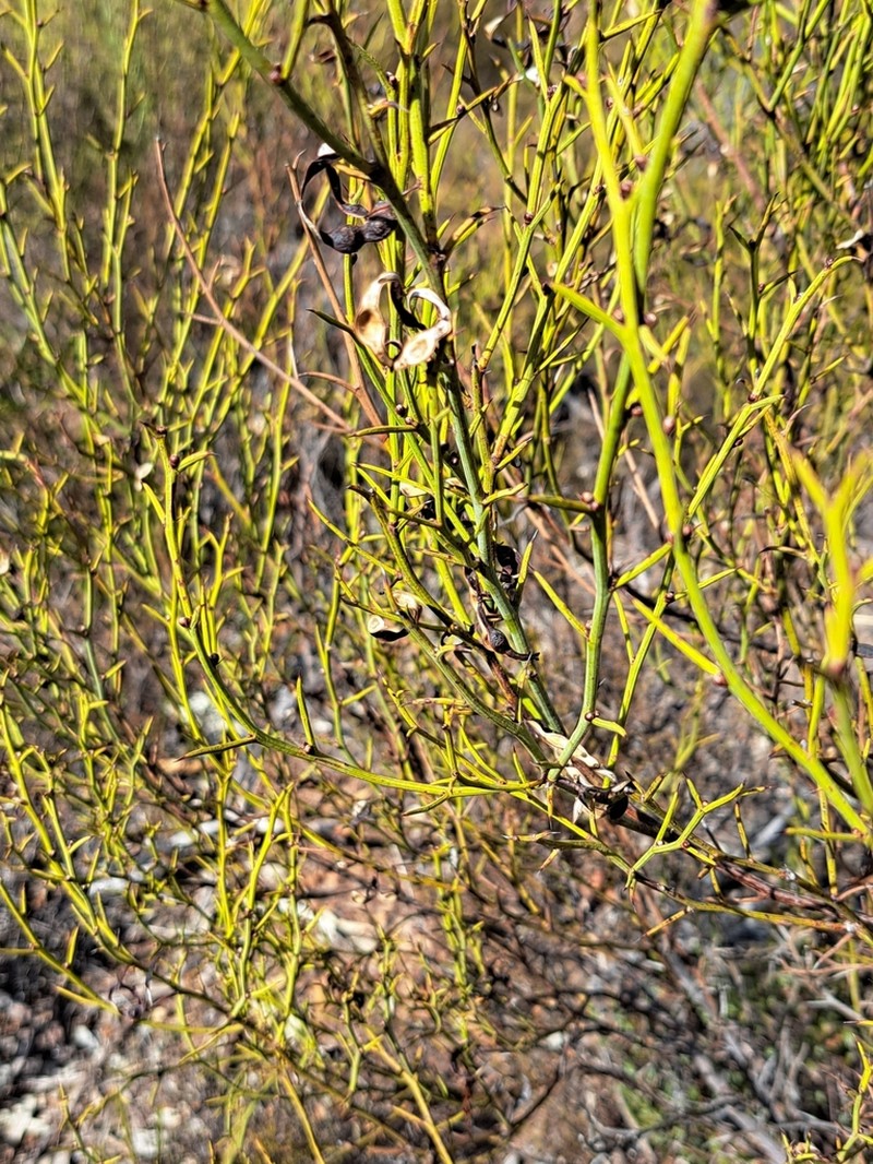 Thorn Wattle photo 3