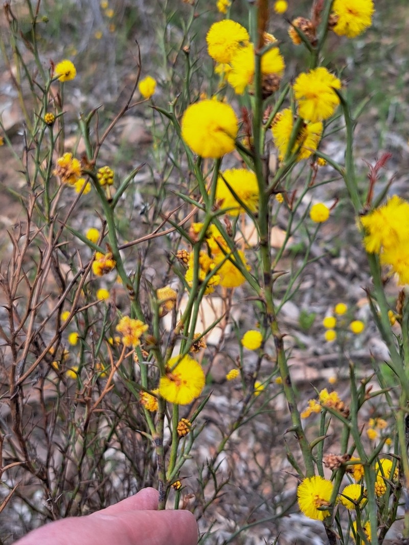 Thorn Wattle photo 4