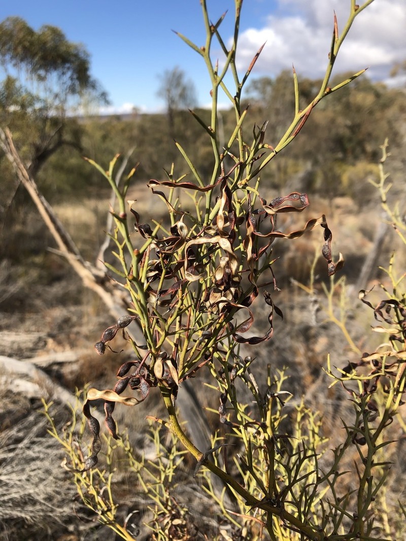 Thorn Wattle photo 5