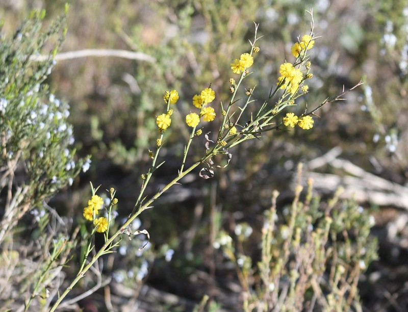 Thorn Wattle photo 6