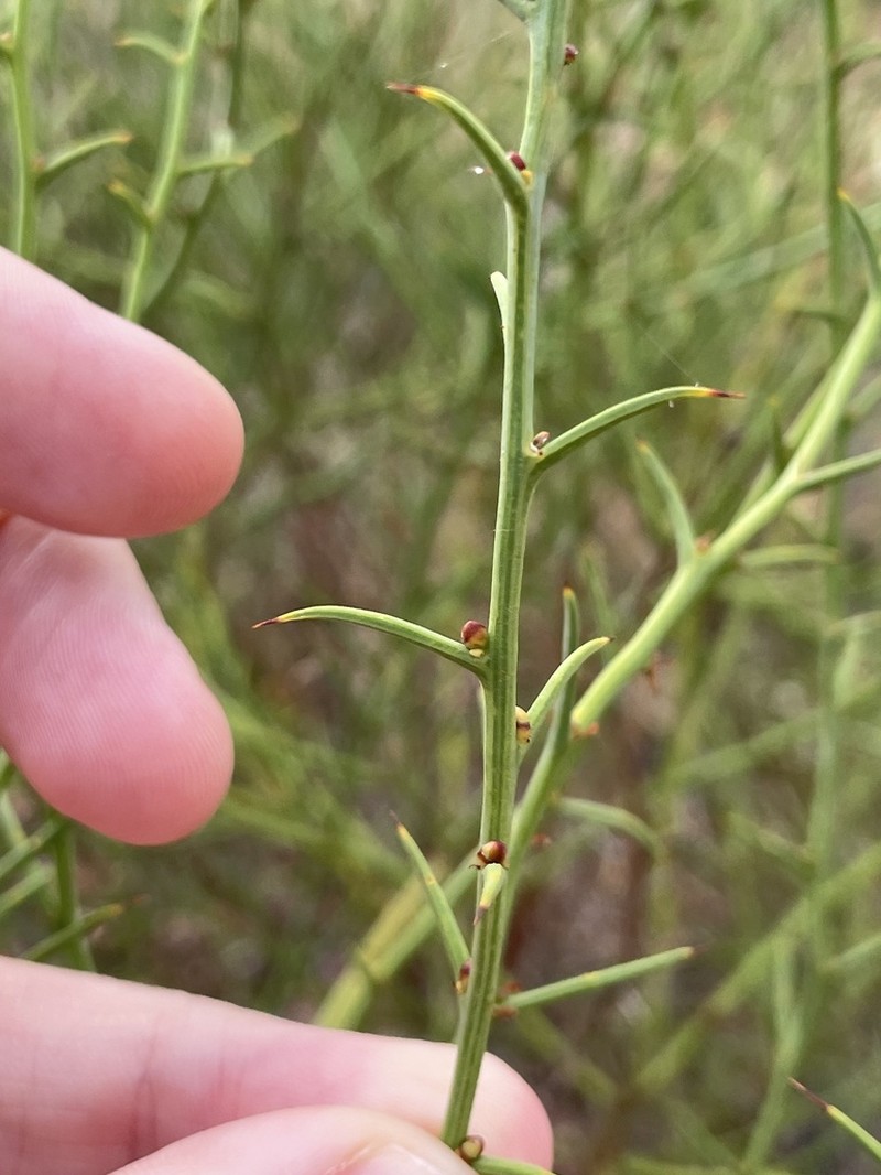 Thorn Wattle photo 7