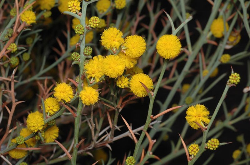 Thorn Wattle