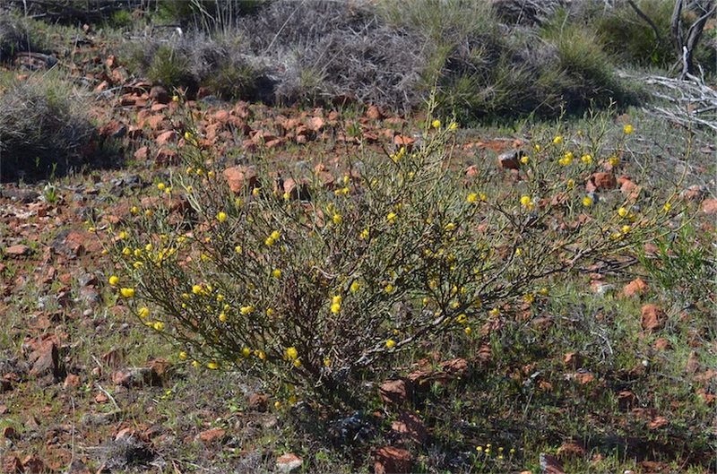 Thorn Wattle photo 2