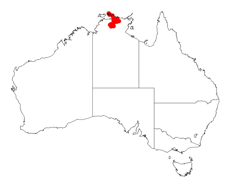 Acacia convallium