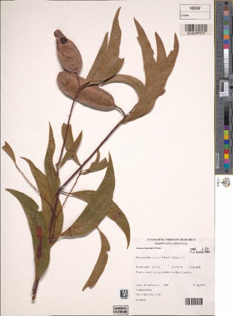 Acacia convallium photo 2