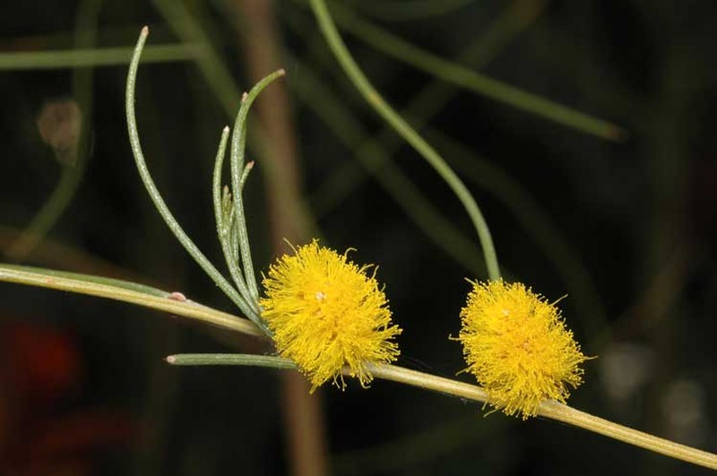 Acacia coolgardiensis