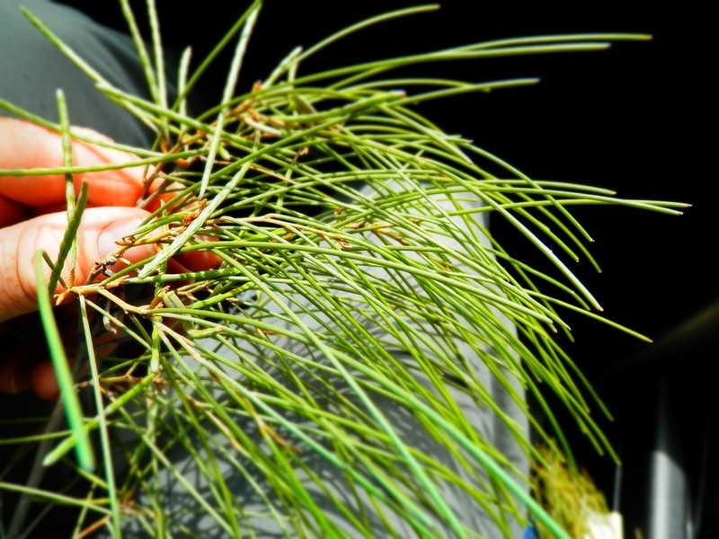 Acacia coolgardiensis photo 2