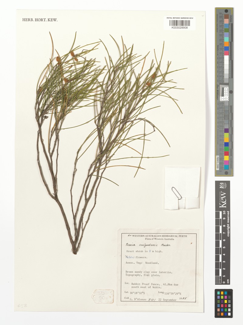 Acacia coolgardiensis photo 3