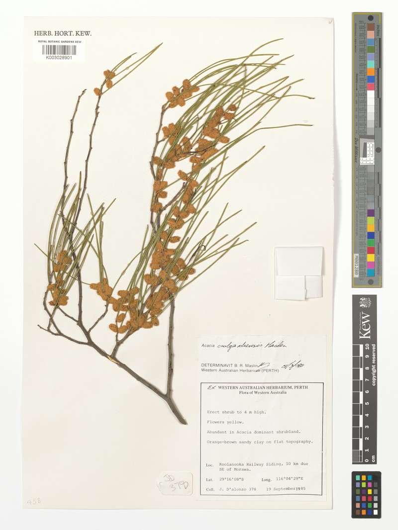 Acacia coolgardiensis photo 4