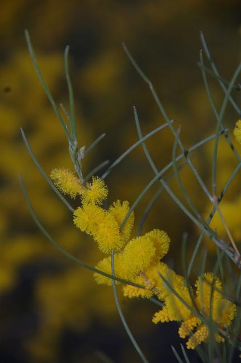 Acacia coolgardiensis photo 5