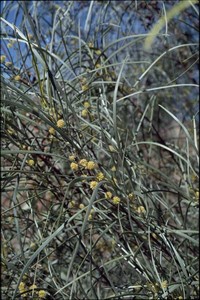 Acacia coriacea