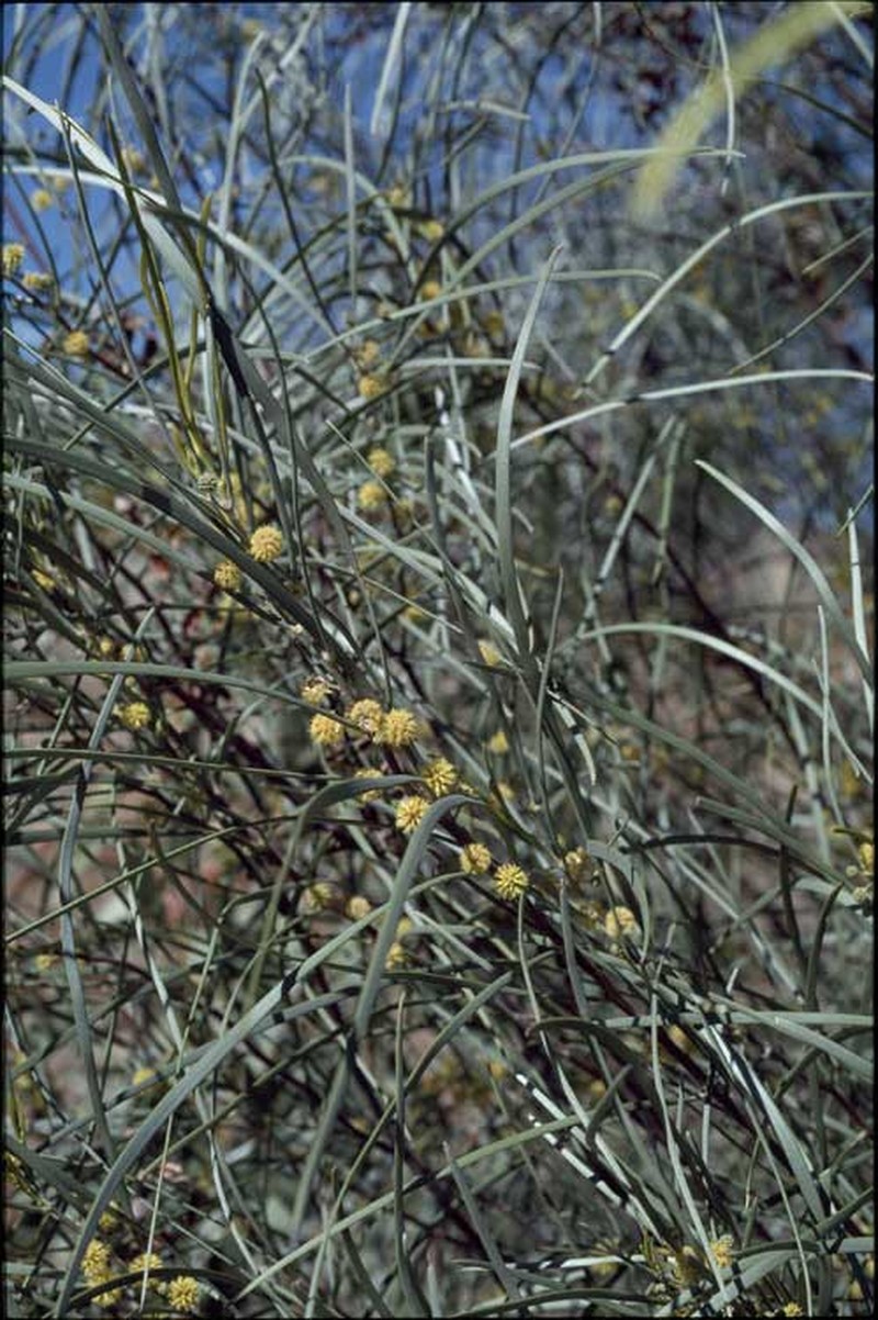 Acacia coriacea