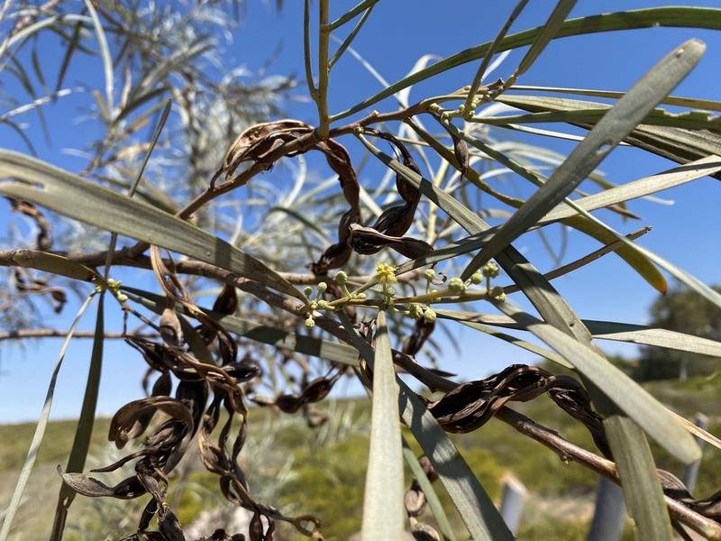 Acacia coriacea photo 2