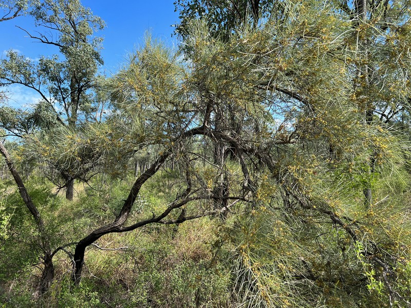 Acacia coriacea photo 3