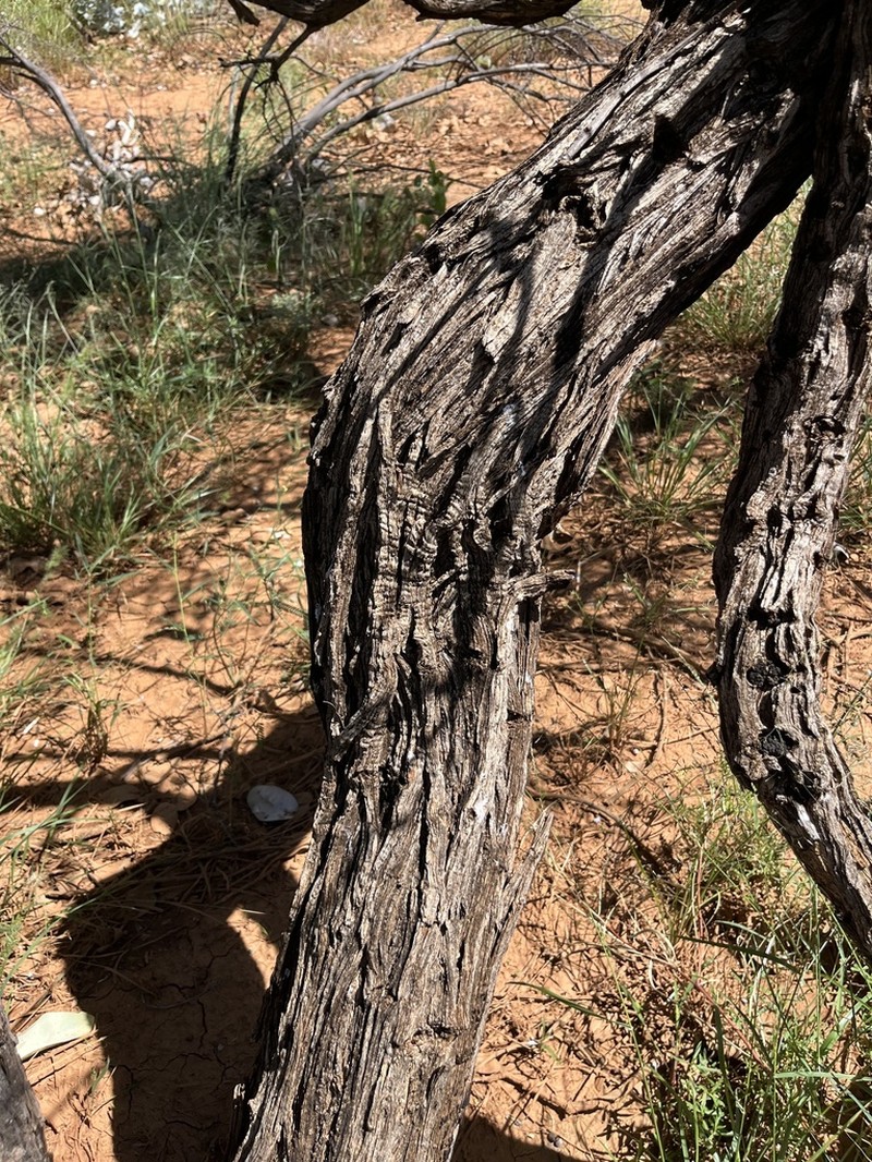 Acacia coriacea photo 4