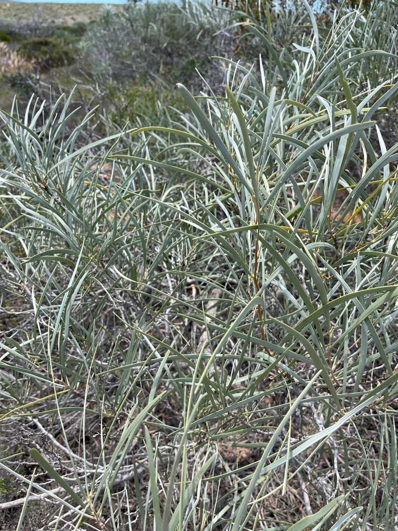 Acacia coriacea photo 6