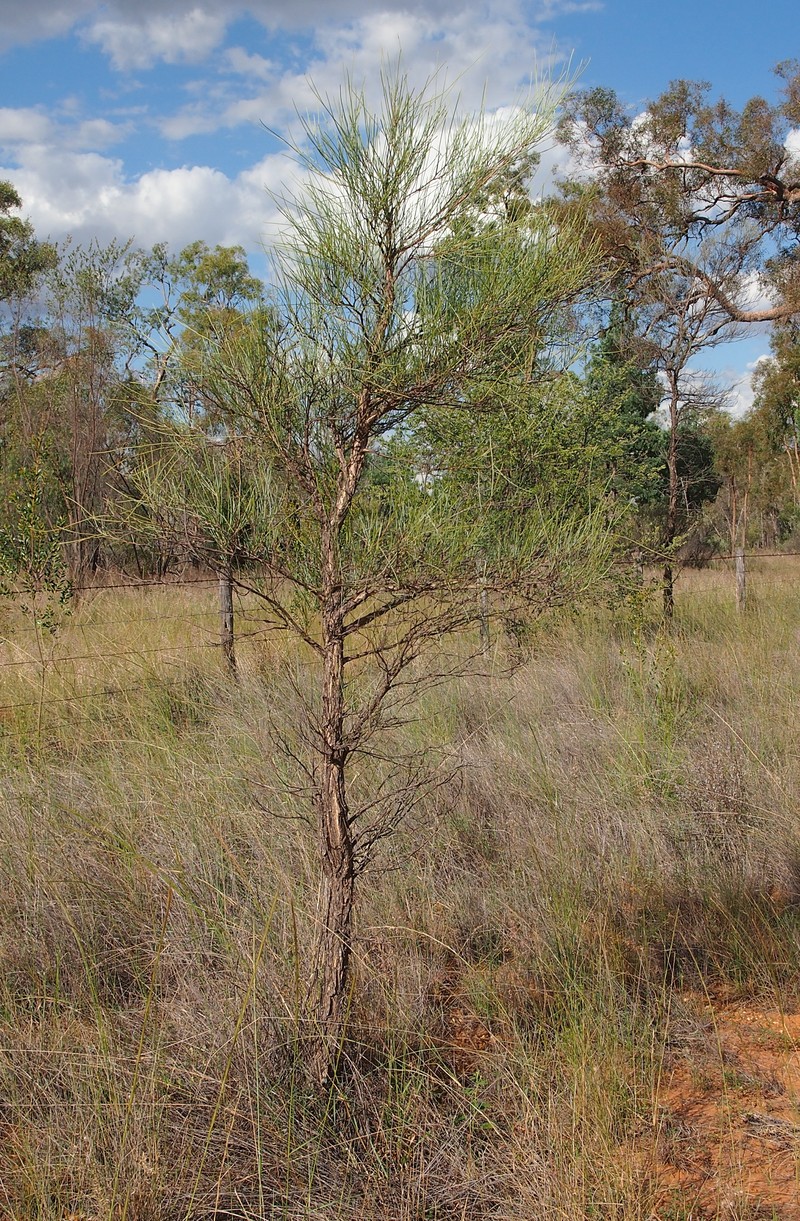 Acacia coriacea photo 8