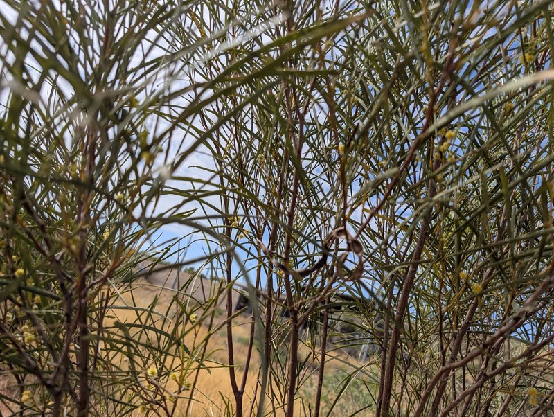Acacia coriacea subsp. coriacea