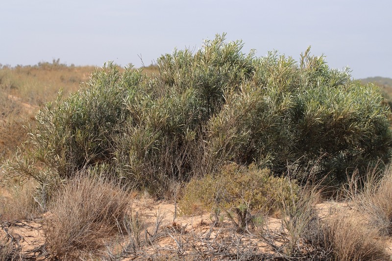 Acacia coriacea subsp. coriacea photo 2