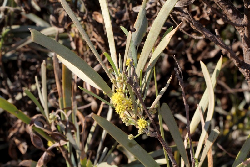 Acacia coriacea subsp. coriacea photo 3