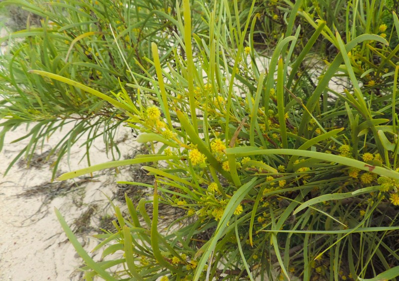 Acacia coriacea subsp. coriacea photo 4