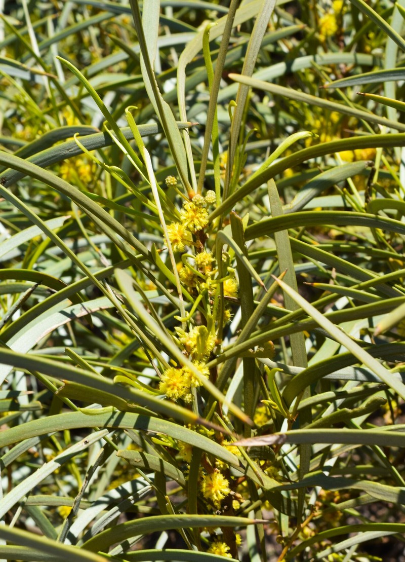 Acacia coriacea subsp. coriacea photo 5