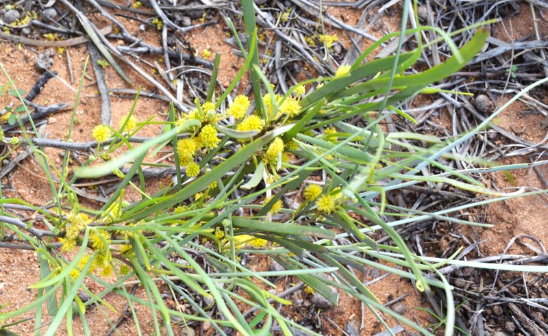 Acacia coriacea subsp. coriacea photo 6
