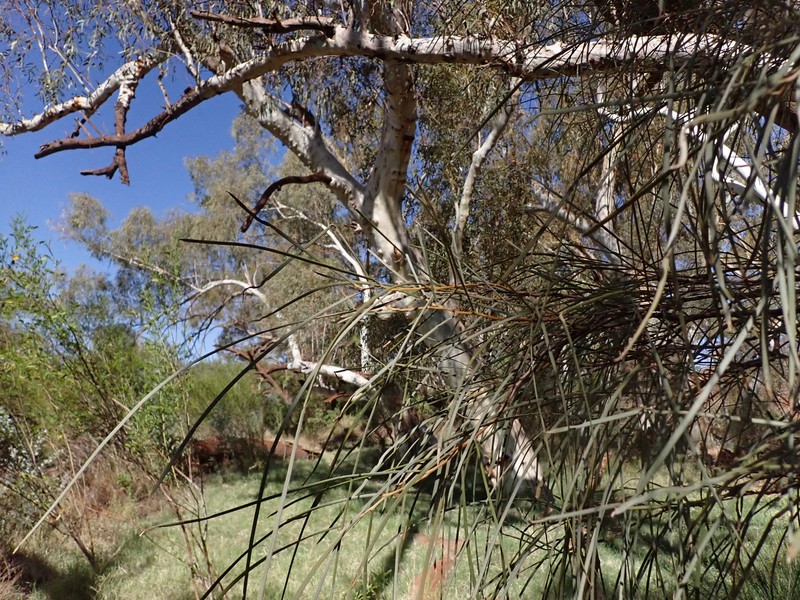 Acacia coriacea subsp. pendens