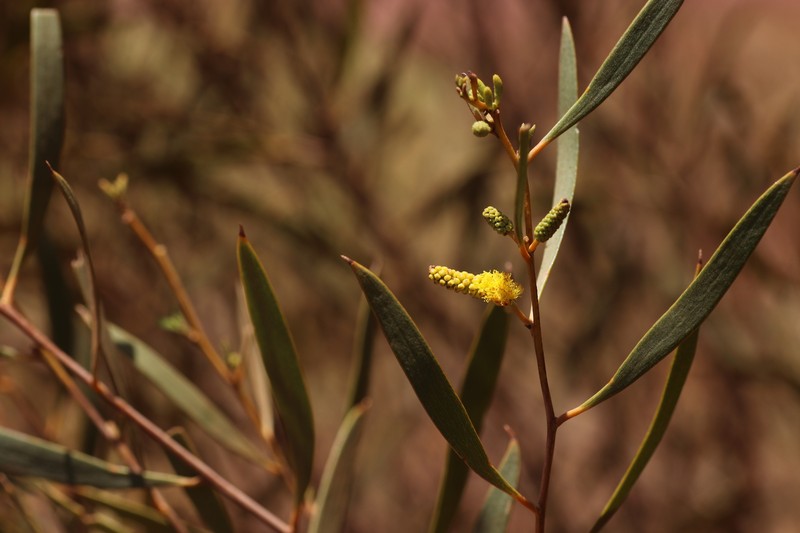 Acacia corusca photo 5