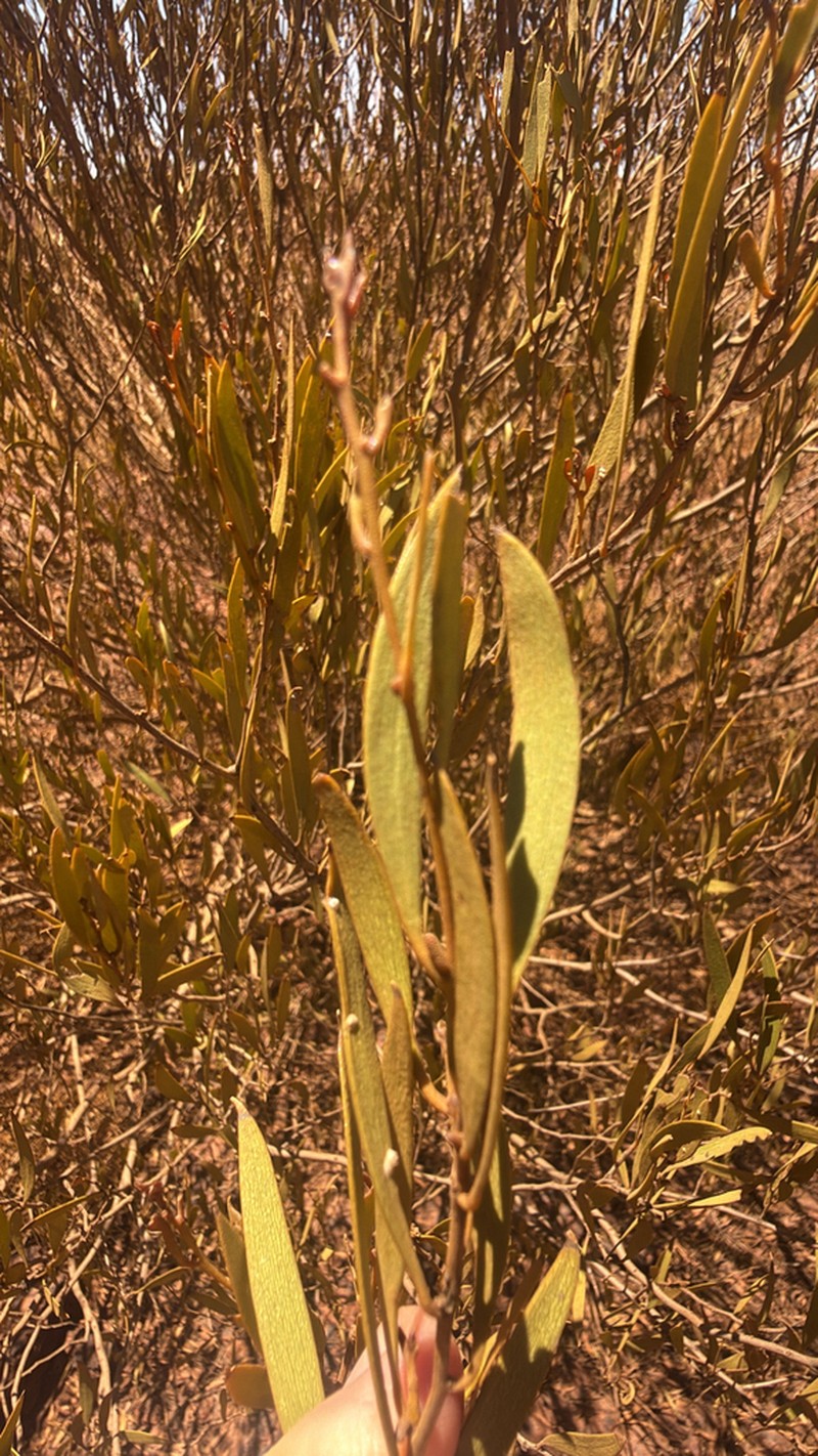 Acacia corusca