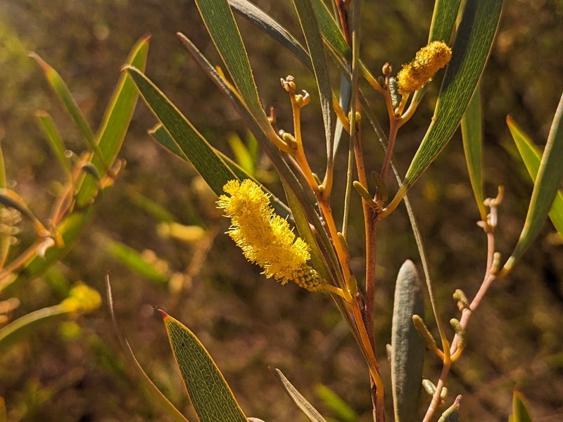 Acacia corusca photo 2