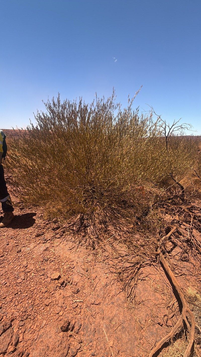 Acacia corusca photo 3