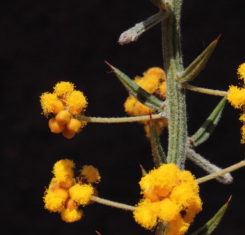 Acacia costata photo 3