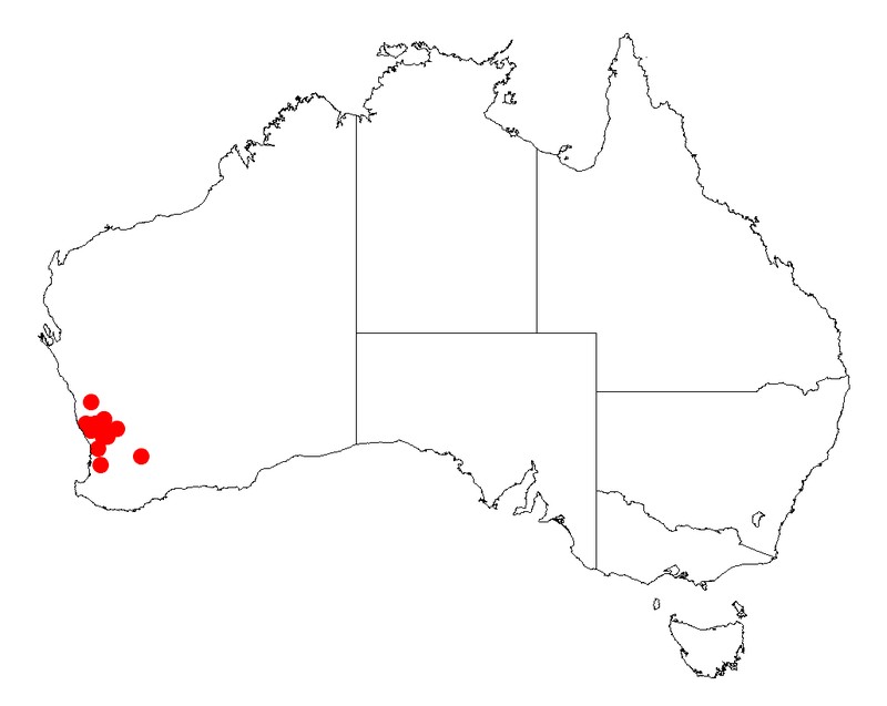 Acacia costata