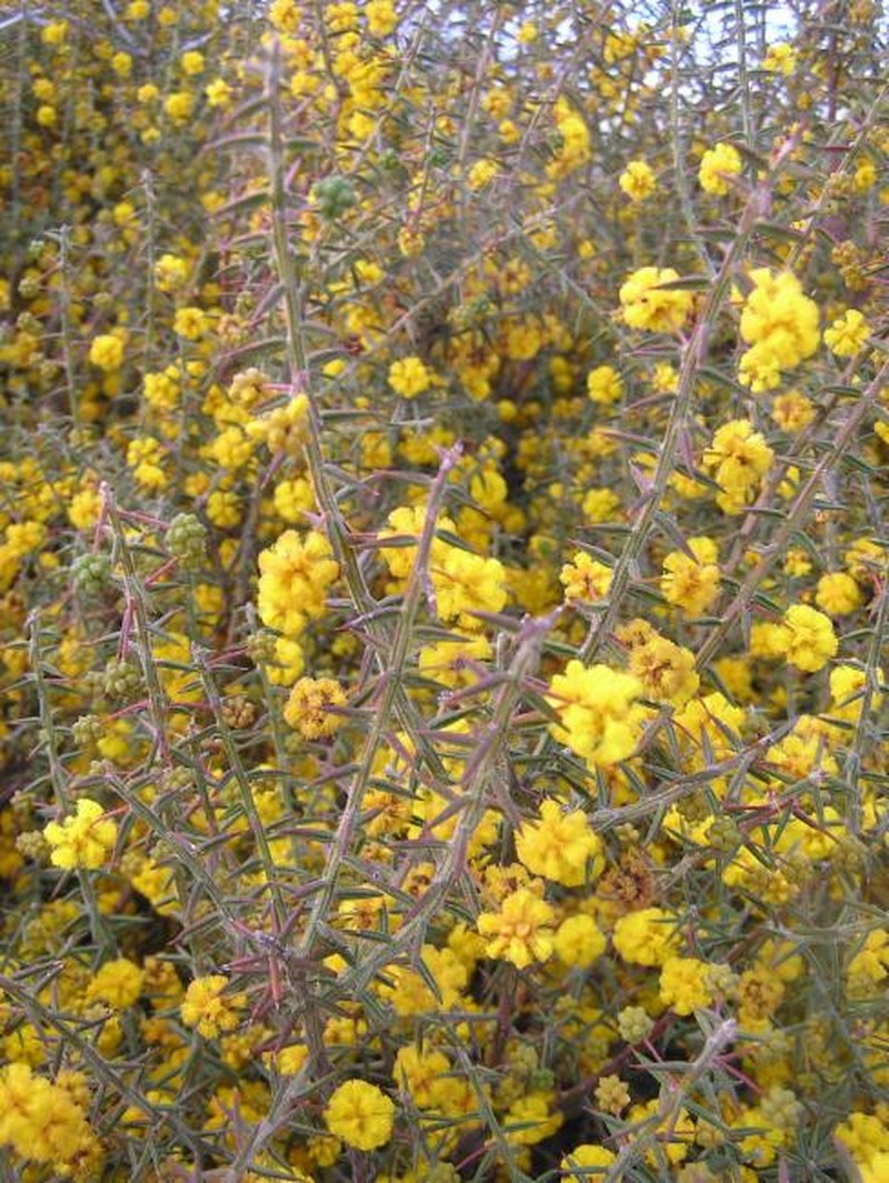 Acacia costata photo 2