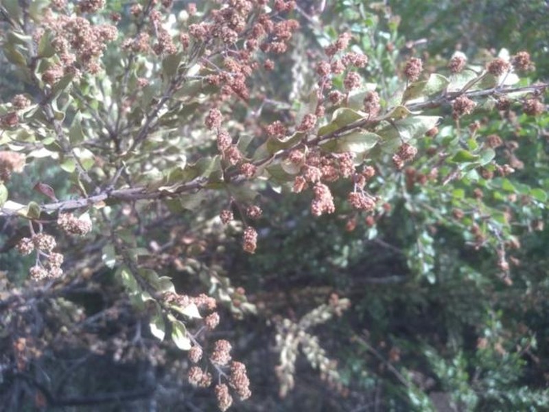 Acacia costiniana photo 3